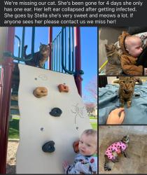 Lost Female Cat last seen Sunrise Dr, Cheney wa, Cheney, WA 99004