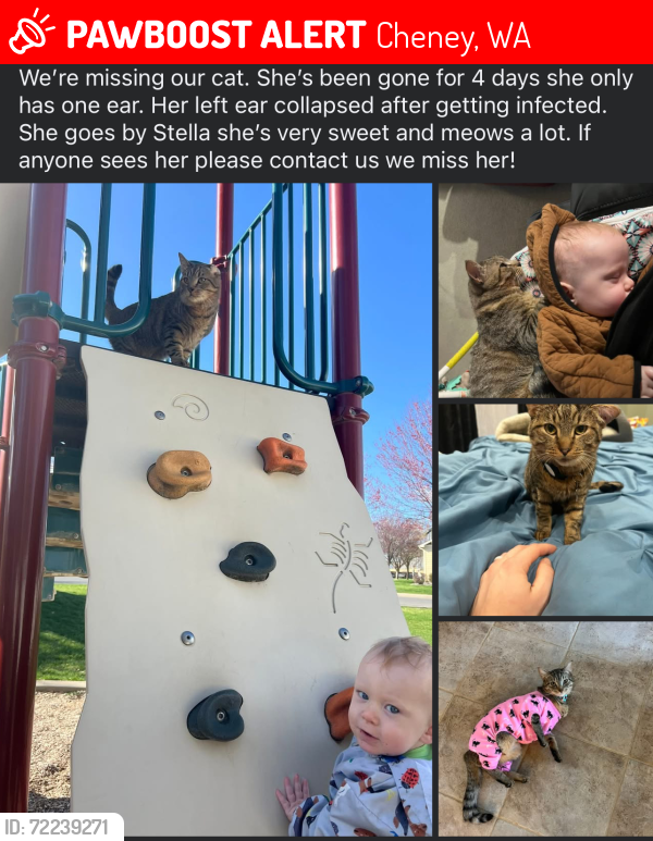 Lost Female Cat last seen Sunrise Dr, Cheney wa, Cheney, WA 99004
