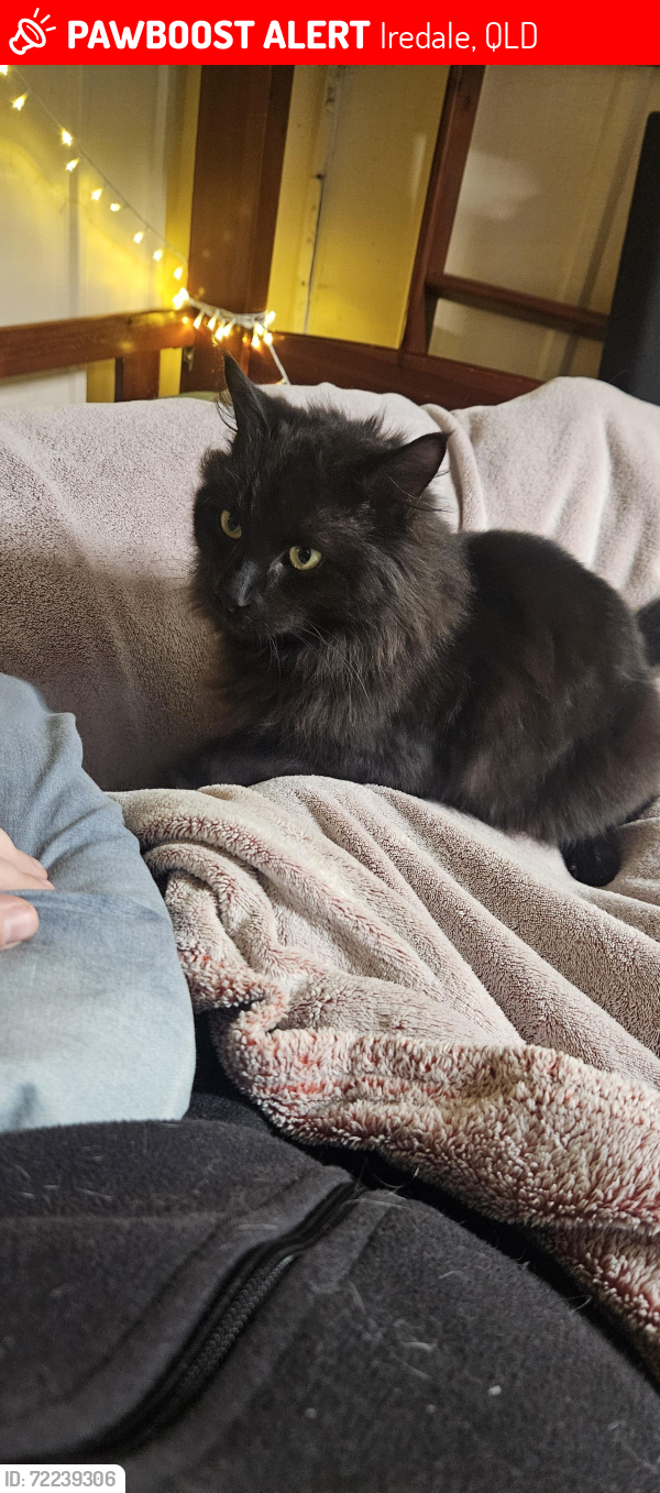 Lost Male Cat last seen Spa water road, Iredale, QLD 4344