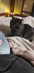 Lost Male Cat last seen Spa water road, Iredale, QLD 4344