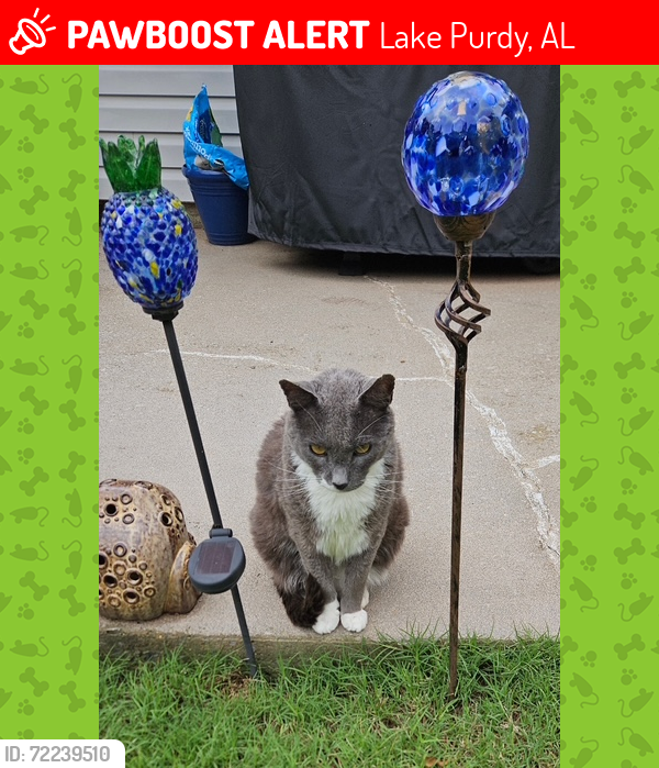 Lost Male Cat last seen brook highland parkway, Lake Purdy, AL 35242