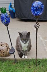 Lost Male Cat last seen brook highland parkway, Lake Purdy, AL 35242