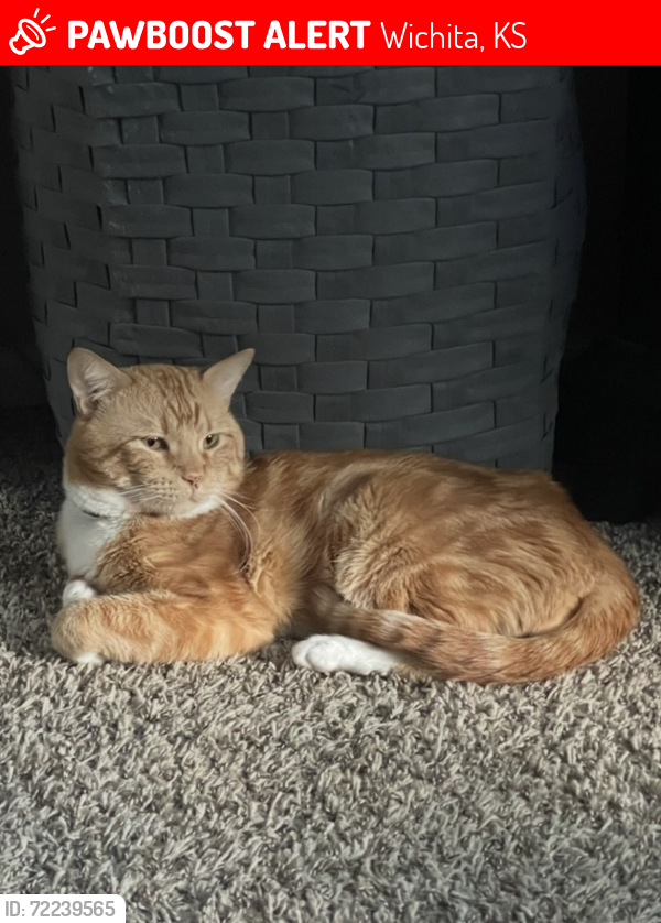 Lost Male Cat last seen Southeast High School, Wichita, KS 67230