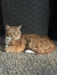 Lost Male Cat last seen Southeast High School, Wichita, KS 67230