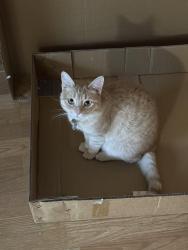 Lost Female Cat last seen NE 190th St and 103rd in Maywood, Bothell, WA 98011