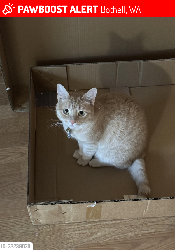 Lost Female Cat last seen NE 190th St and 103rd in Maywood, Bothell, WA 98011