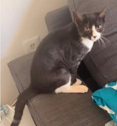 Reunited Male Cat last seen Irongate , Manassas, VA 20109