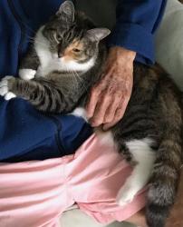 Lost Female Cat last seen Cedar Creek & Valley Ave, Winchester, VA 22601