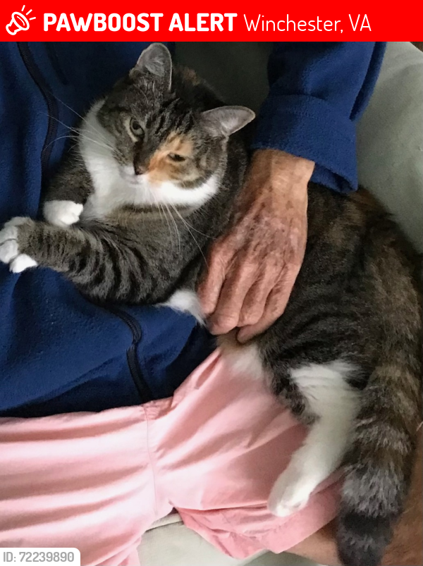 Lost Female Cat last seen Cedar Creek & Valley Ave, Winchester, VA 22601