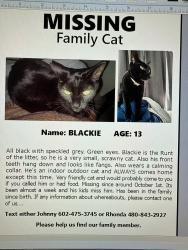 Lost Male Cat last seen Marconi st and north 158th court,surprise , Surprise, AZ 85379
