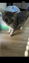 Lost Male Cat last seen You’re on N 120th Dr between W Edgemont Ave (just south) and W Windsor Ave (just north) in Avondale., Avondale, AZ 85392