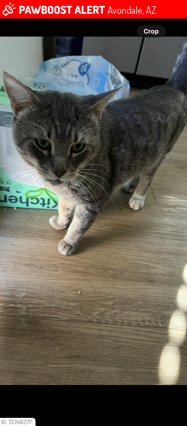 Lost Male Cat last seen You’re on N 120th Dr between W Edgemont Ave (just south) and W Windsor Ave (just north) in Avondale., Avondale, AZ 85392