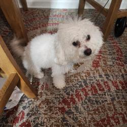 Found/Stray Female Dog last seen Near Stanger Ave, Glassboro, NJ 08028, USA, Glassboro, NJ 08028