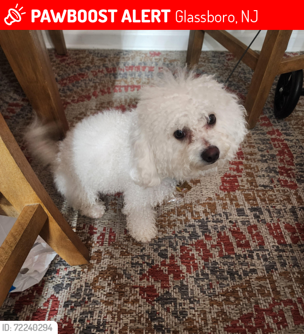 Found/Stray Female Dog last seen Near Stanger Ave, Glassboro, NJ 08028, USA, Glassboro, NJ 08028
