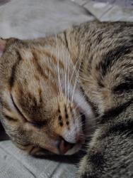 Lost Female Cat last seen Leonardo da Vinci , Vila Guarani, SP 04316-060
