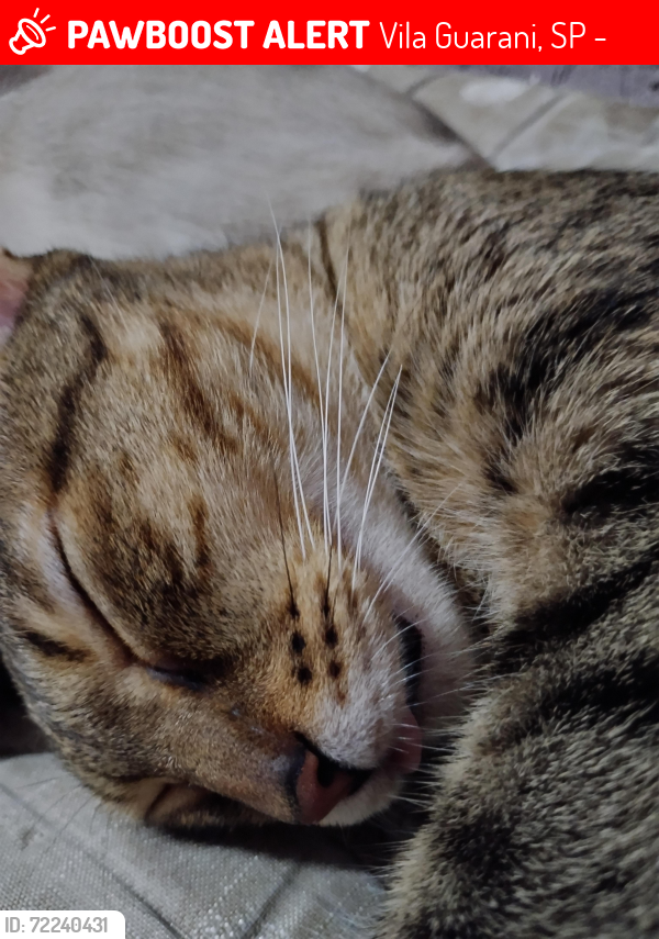 Lost Female Cat last seen Leonardo da Vinci , Vila Guarani, SP 04316-060