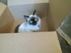 Lost Female Cat last seen Roosevelt school 17th and avenue E , Council Bluffs, IA 51501