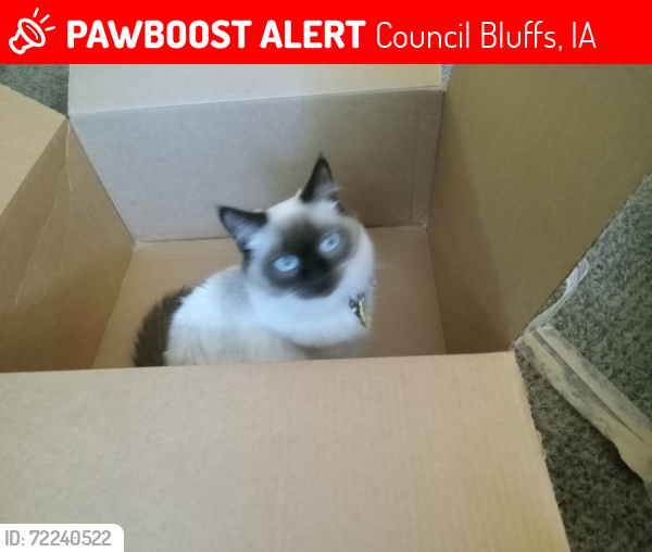 Lost Female Cat last seen Roosevelt school 17th and avenue E , Council Bluffs, IA 51501