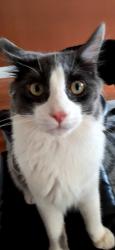 Lost Male Cat last seen Debussey and Strauss drive , Sun Valley, NV 89433