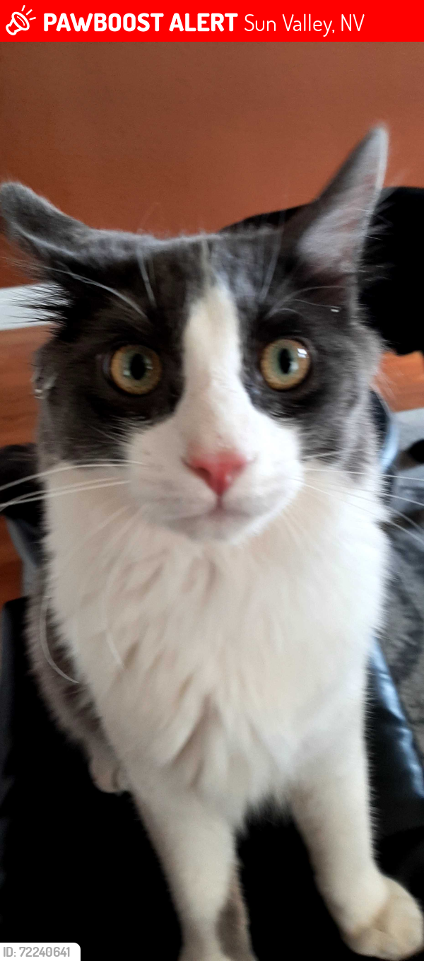 Lost Male Cat last seen Debussey and Strauss drive , Sun Valley, NV 89433