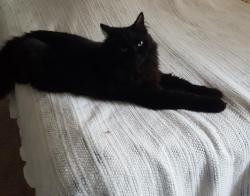 Lost Male Cat last seen Durney drive , Gonzalez, FL 32533