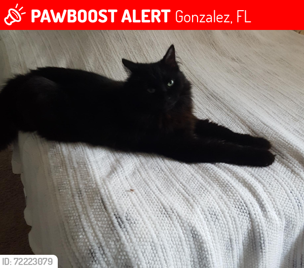 Lost Male Cat last seen Durney drive , Gonzalez, FL 32533