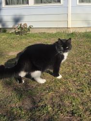 Lost Male Cat last seen Compass Lake, Jackson County, FL 32420