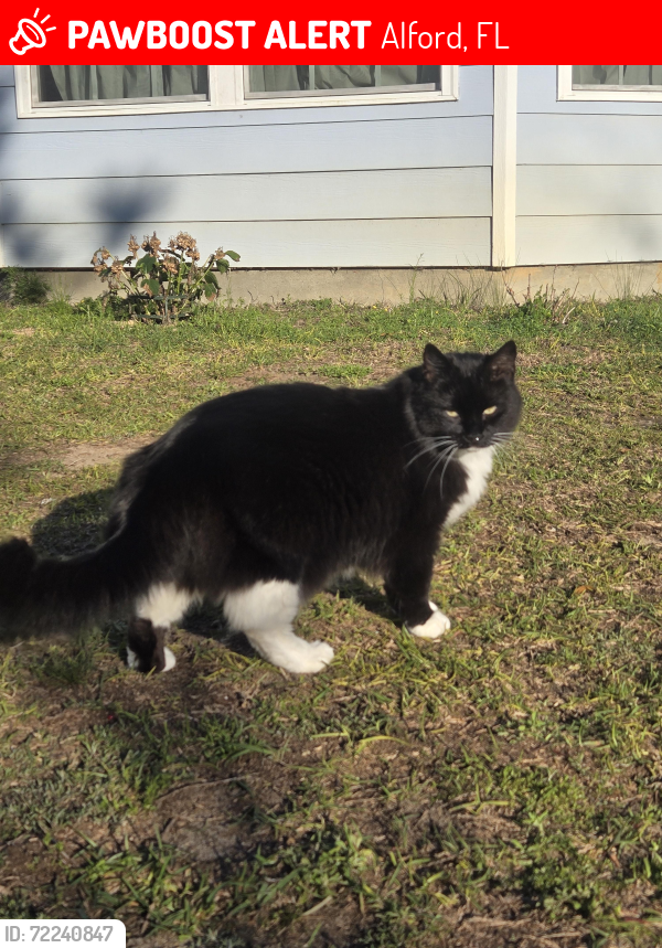 Lost Male Cat last seen Compass Lake, Jackson County, FL 32420