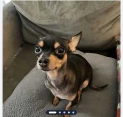 Lost Female Dog last seen Ellison and military , San Antonio, TX 78251