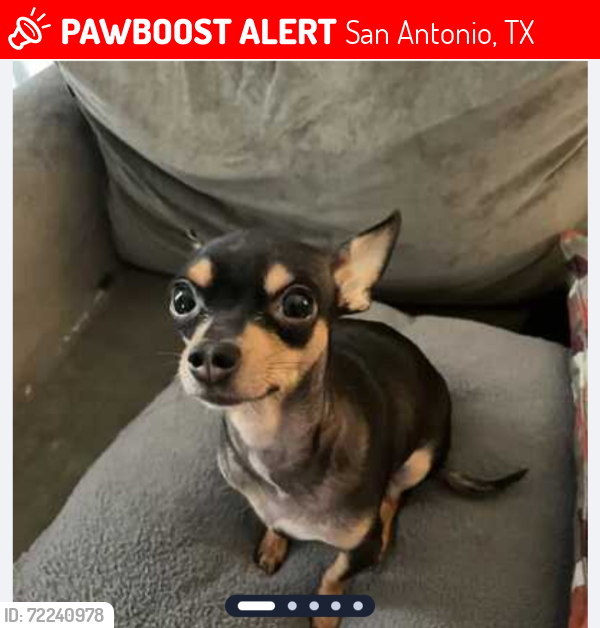 Lost Female Dog last seen Ellison and military , San Antonio, TX 78251