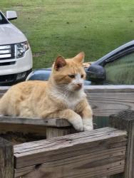 Lost Male Cat last seen Willard Road, Pender County, NC 28466