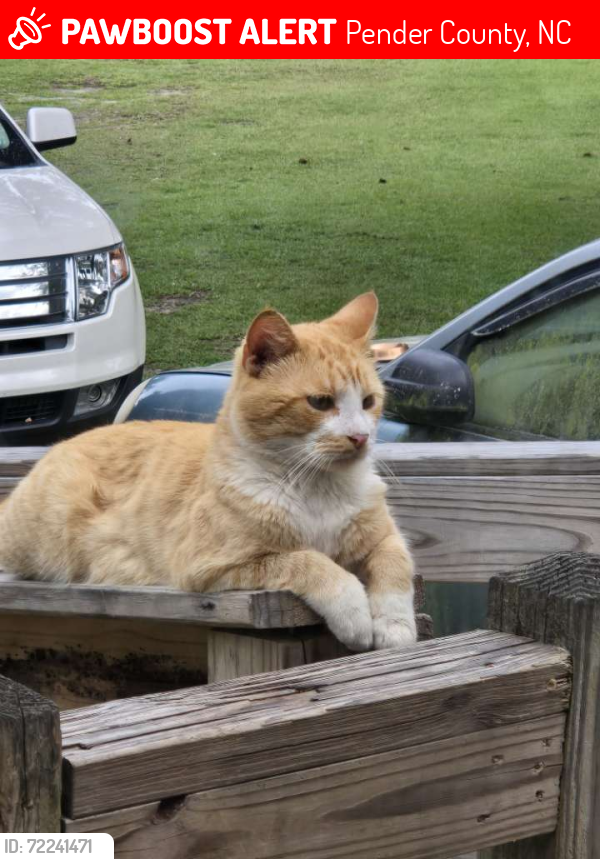 Lost Male Cat last seen Willard Road, Pender County, NC 28466