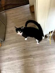 Lost Male Cat last seen Monticello & Taylor Road, Cleveland Heights, OH 44112