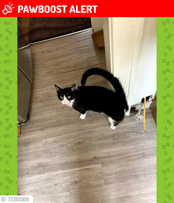 Lost Male Cat last seen Monticello & Taylor Road, Cleveland Heights, OH 44112