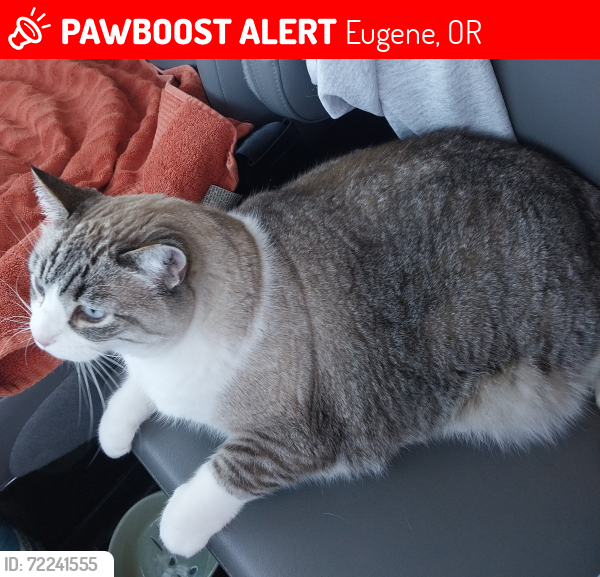 Lost Female Cat last seen Bailey Hill Rd, Eugene, OR 97402
