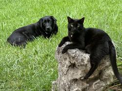 Lost Male Cat last seen SE 120th Street, Belleview, FL 34420