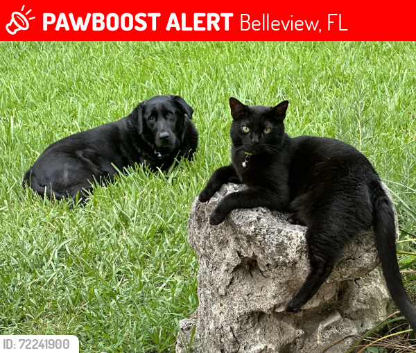Lost Male Cat last seen SE 120th Street, Belleview, FL 34420