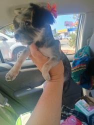 Lost Female Dog last seen S Evans vans and Julian ave  92113, San Diego, CA 92113