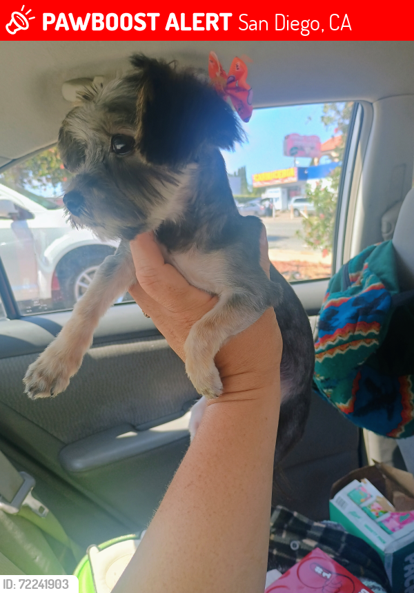 Lost Female Dog last seen S Evans vans and Julian ave  92113, San Diego, CA 92113