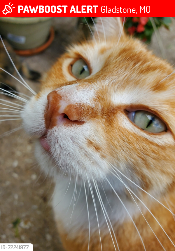 Lost Male Cat last seen Wayne and shady lane, Gladstone, MO 64118