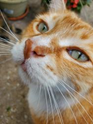Lost Male Cat last seen Wayne and shady lane, Gladstone, MO 64118