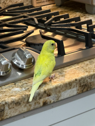 Lost Unknown Bird last seen 18th Street and Whittier Ave near Whittier Elem, Costa Mesa, CA 92627
