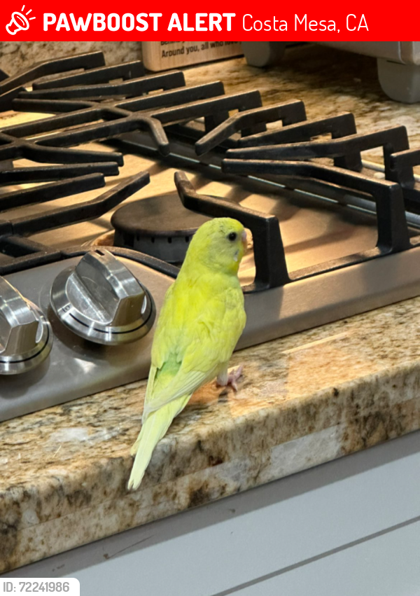 Lost Unknown Bird last seen 18th Street and Whittier Ave near Whittier Elem, Costa Mesa, CA 92627