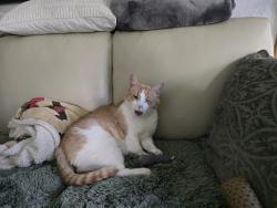 Lost Male Cat last seen Ne 44th st &, Bellevue Meadows apts, Bellevue, WA 98007