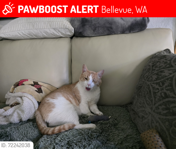 Lost Male Cat last seen Ne 44th st &, Bellevue Meadows apts, Bellevue, WA 98007
