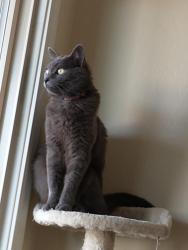Lost Female Cat last seen Yuma Rd and Citrus Rd , Goodyear, AZ 85338
