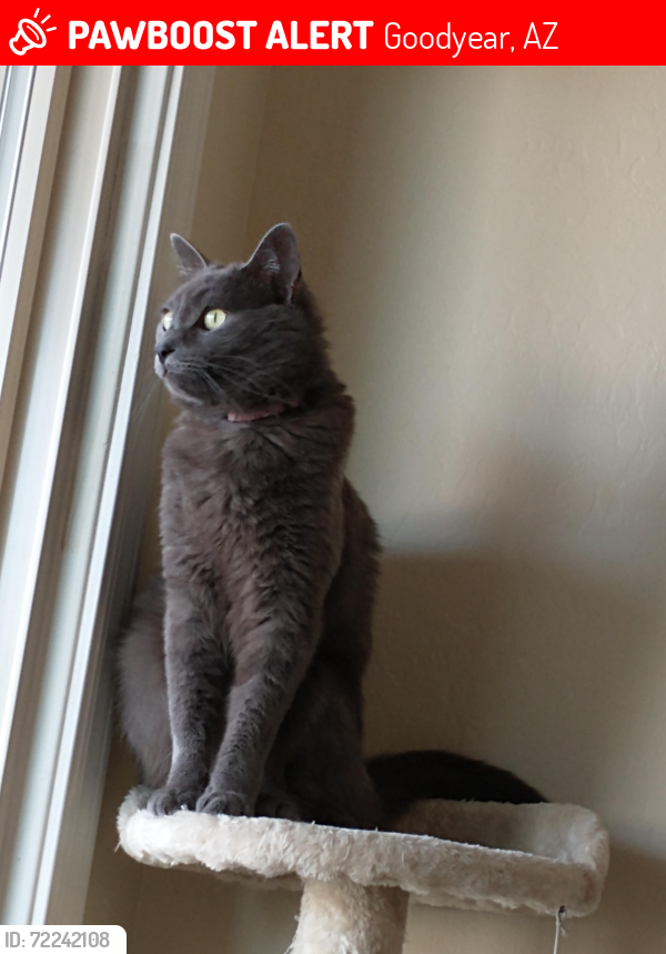 Lost Female Cat last seen Yuma Rd and Citrus Rd , Goodyear, AZ 85338