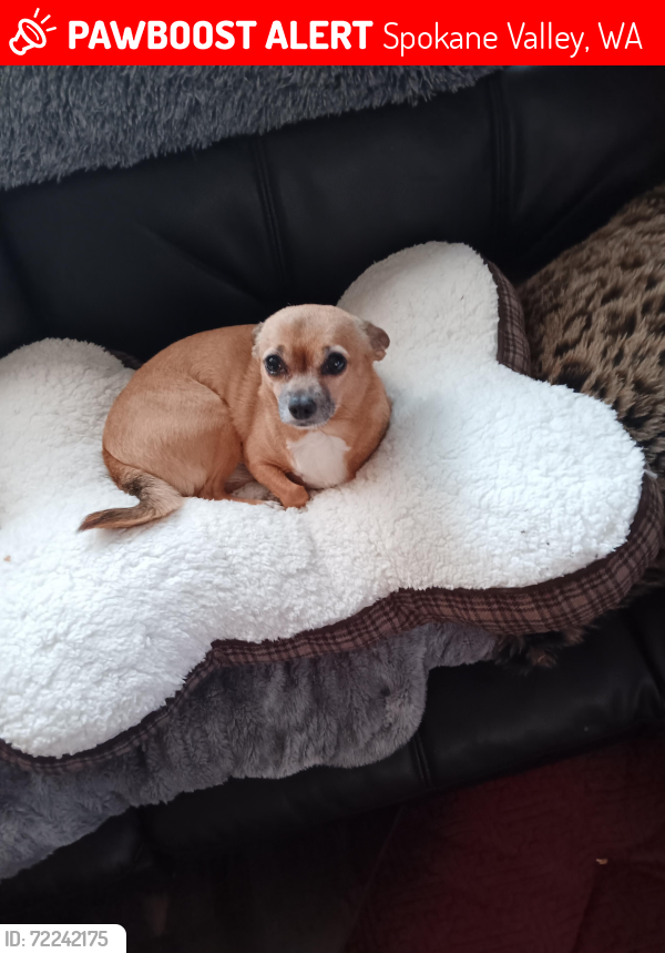 Lost Female Dog last seen Trent and Mcdonald next to big soccer Park near pines rd and Trent., Spokane Valley, WA 99216