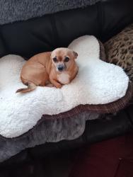 Lost Female Dog last seen Trent and Mcdonald next to big soccer Park near pines rd and Trent., Spokane Valley, WA 99216