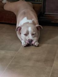 Lost Male Dog last seen North tibbs Avenue , Indianapolis, IN 46222